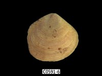 藏品(唱片簾蛤)的圖片